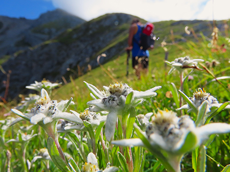 SENTIERO DEI FIORI da Capanna 2000 al Passo di Gabbia -22lu25- FOTOGALLERY